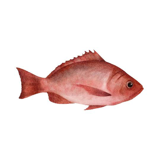 Ikan